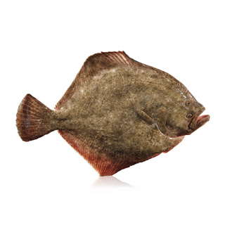 Frozen Wild Whole Gutted Turbot Qwehli Vacuum Pack 4/6kg