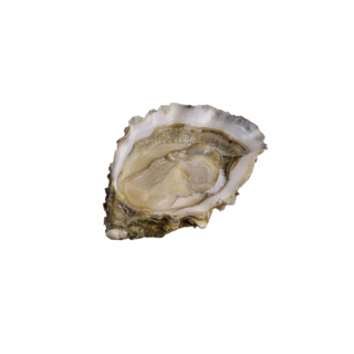 Oyster Fines de Claire n°2 David Herve  | Box w/12pcs