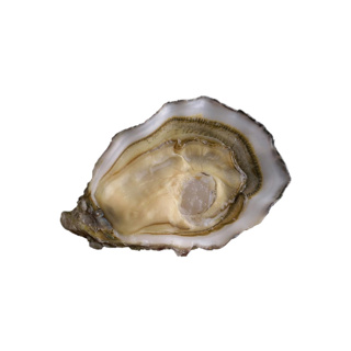 Oyster Speciale n°3 David Herve  | Box w/24pcs