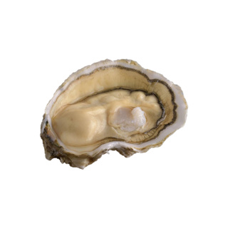 Oyster Royale n°1 David Herve  | Box w/24pcs