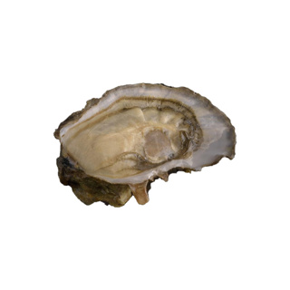 Oyster Ideale n°1 David Herve  | Box w/24pcs