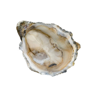 Oyster Speciale BB Peter n°6 David Herve  | Box w/48 pcs