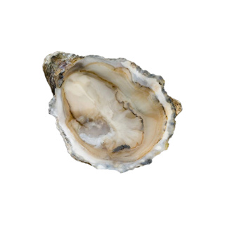Oyster Speciale BB Peter n°6 David Herve  | Box w/96 pcs