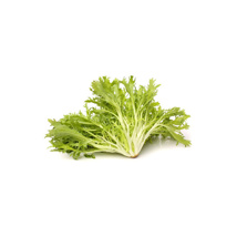 Salad Curly Cuadra GDP | Box w/10pcs