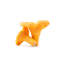 Golden Chanterelle Baby Mushroom Bellor 3kg Case  | per kg