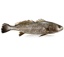 Frozen Salmon Bass Filet 600-800 gm Qwehli