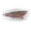 Frozen Salmon Bass Filet 600-800 gm Qwehli